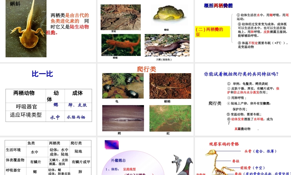 2014秋七年级生物上册 第二章 第二节 脊椎动物的主要类群（第3课时）课件 （新版）济南版