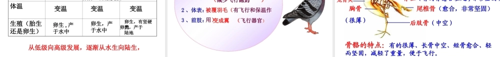 2014秋七年级生物上册 第二章 第二节 脊椎动物的主要类群（第3课时）课件 （新版）济南版