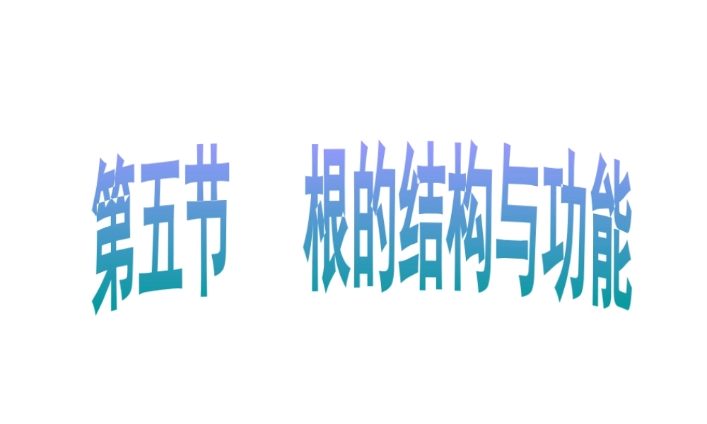 2014年秋八年级生物上册 第一章 第五节 根的结构和功能课件 济南版