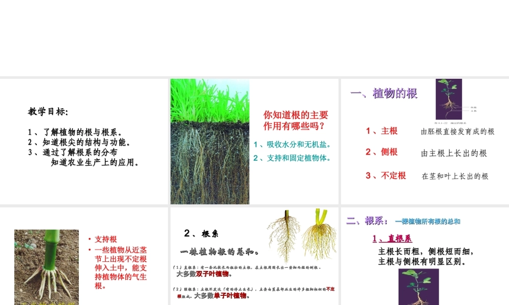 2014年秋八年级生物上册 第一章 第五节 根的结构和功能课件 济南版