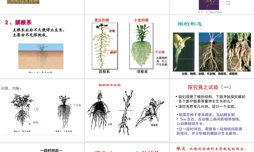 2014年秋八年级生物上册 第一章 第五节 根的结构和功能课件 济南版