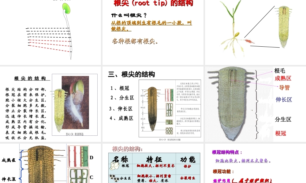 2014年秋八年级生物上册 第一章 第五节 根的结构和功能课件 济南版