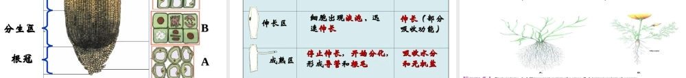 2014年秋八年级生物上册 第一章 第五节 根的结构和功能课件 济南版