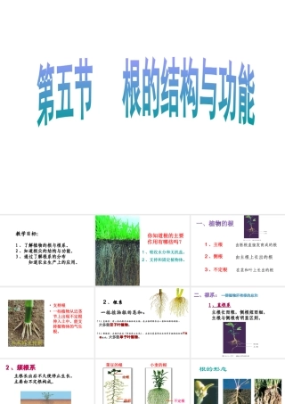 2014年秋八年级生物上册 第一章 第五节 根的结构和功能课件 济南版