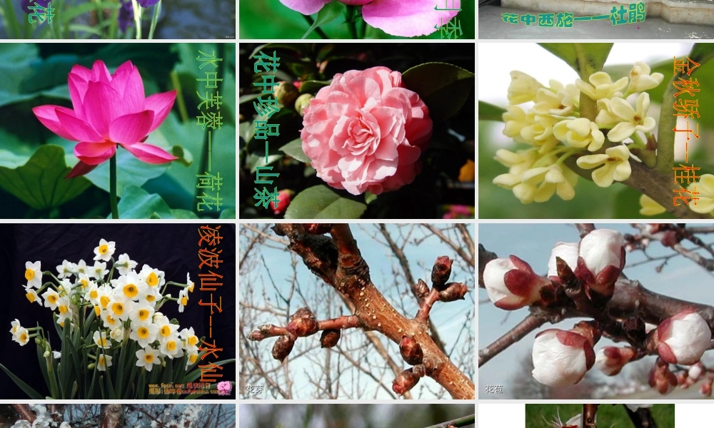 2014秋七年级生物上册 第二章 第三节 开花和结果课件 新人教版