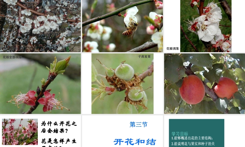 2014秋七年级生物上册 第二章 第三节 开花和结果课件 新人教版