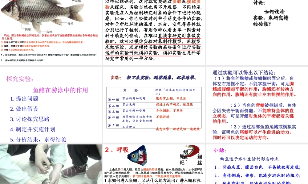 2014年秋八年级生物上册 第一章 第一节 水中生活的动物课件 新人教版