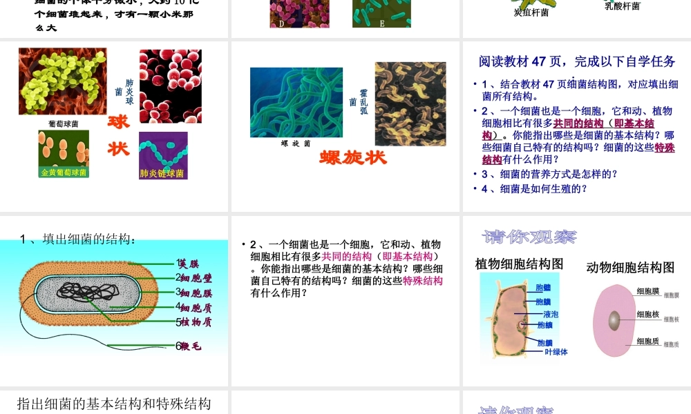 2014年秋八年级生物上册 神奇的微生物----细菌课件 （新版）苏教版