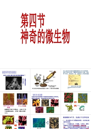 2014年秋八年级生物上册 神奇的微生物----细菌课件 （新版）苏教版