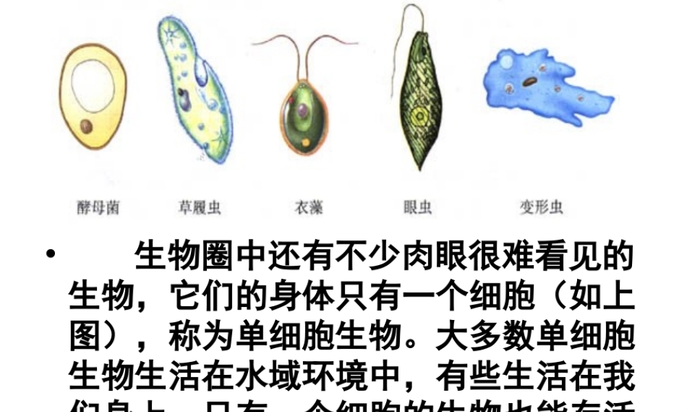 2014秋七年级生物上册 第二章 第四节 单细胞生物体课件 新人教版