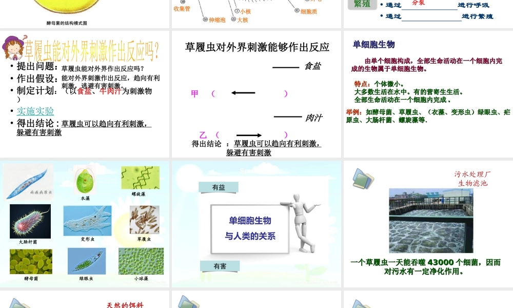 2014秋七年级生物上册 第二章 第四节 单细胞生物体课件 新人教版