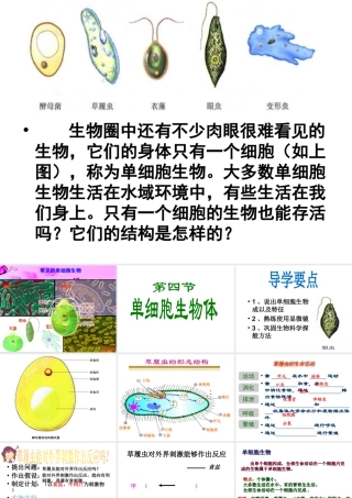 2014秋七年级生物上册 第二章 第四节 单细胞生物体课件 新人教版