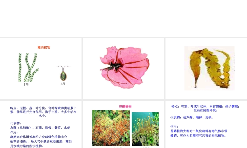 2014年秋八年级生物下册 第22章 第3节 植物的主要类群课件 北师大版