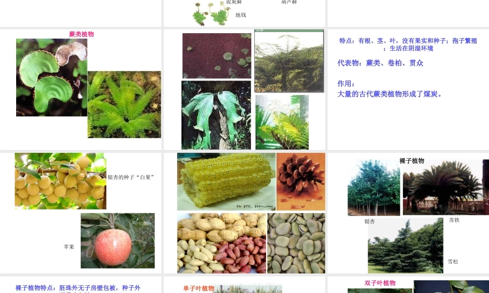 2014年秋八年级生物下册 第22章 第3节 植物的主要类群课件 北师大版