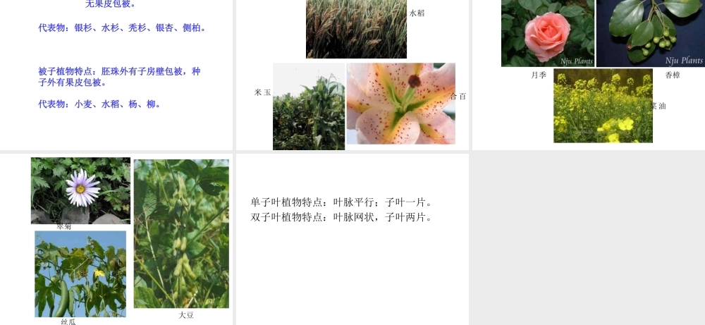 2014年秋八年级生物下册 第22章 第3节 植物的主要类群课件 北师大版