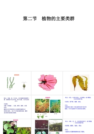 2014年秋八年级生物下册 第22章 第3节 植物的主要类群课件 北师大版