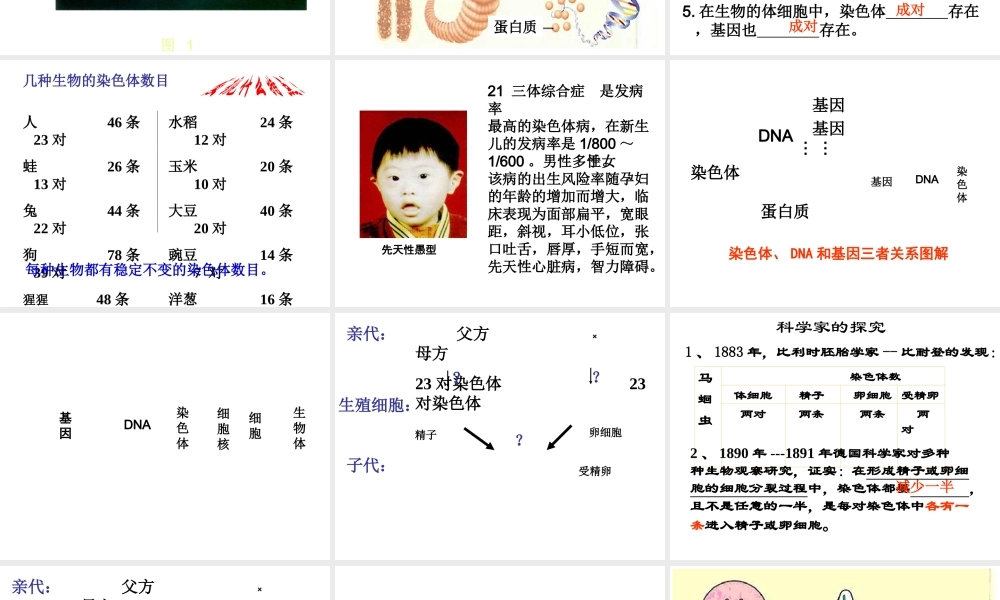 2014年秋八年级生物下册 第二章 第二节 基因在亲子代间的传递课件 新人教版