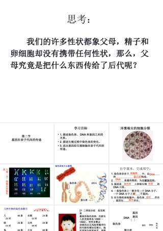 2014年秋八年级生物下册 第二章 第二节 基因在亲子代间的传递课件 新人教版