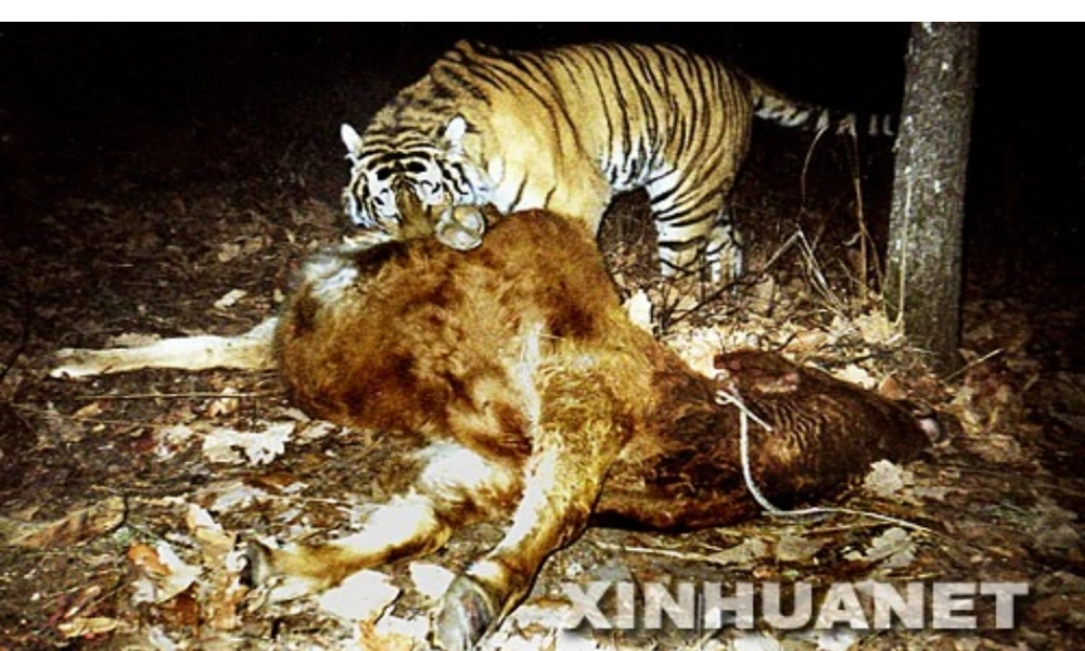 2014年秋八年级生物下册 第六单元 第二节 食物链和食物网课件 济南版