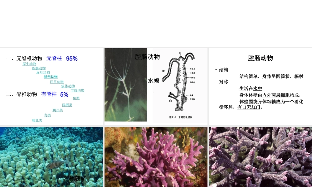 2014秋七年级生物上册 第二章 第一节 无脊椎动物的主要类群（第3课时）课件 （新版）济南版