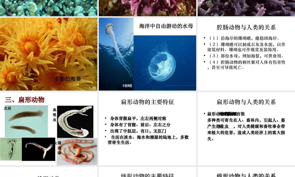 2014秋七年级生物上册 第二章 第一节 无脊椎动物的主要类群（第3课时）课件 （新版）济南版