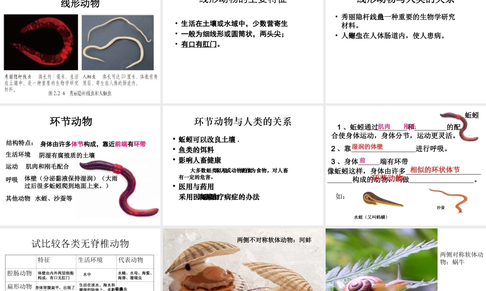 2014秋七年级生物上册 第二章 第一节 无脊椎动物的主要类群（第3课时）课件 （新版）济南版