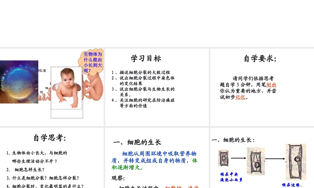 2014秋七年级生物上册 第二章 第一节 细胞通过分裂产生新细胞（第3课时）课件 （新版）新人教版