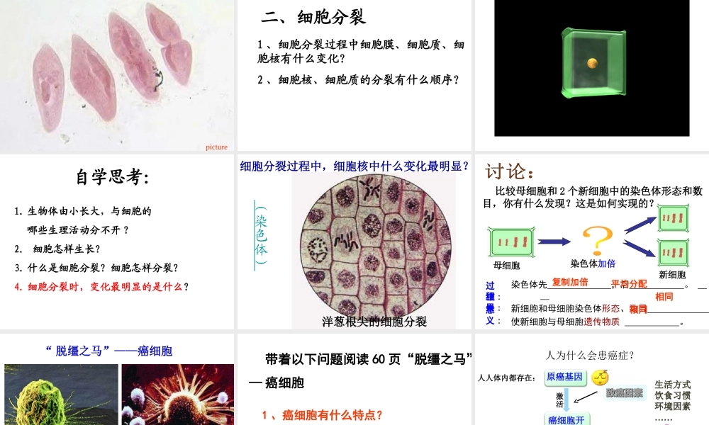 2014秋七年级生物上册 第二章 第一节 细胞通过分裂产生新细胞（第3课时）课件 （新版）新人教版