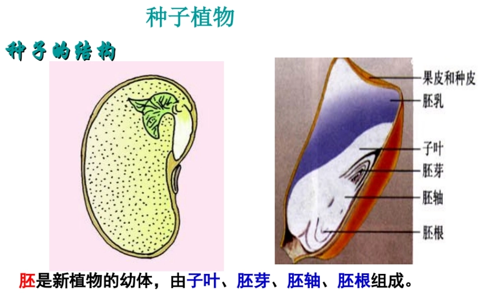 2014秋七年级生物上册 第二章 第一节 种子的萌发课件 新人教版