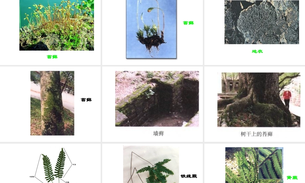 2014秋七年级生物上册 第三单元 第一章 第一节 藻类、苔藓和蕨类植物课件 新人教版