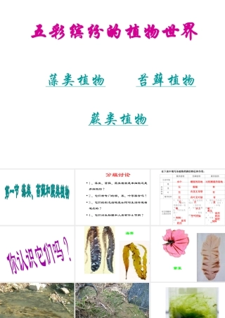 2014秋七年级生物上册 第三单元 第一章 第一节 藻类、苔藓和蕨类植物课件 新人教版