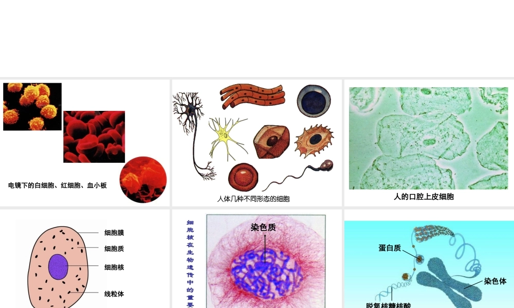 2014秋七年级生物上册 第三章 第二节 人和动物细胞的结构和功能（第1课时）课件 苏教版