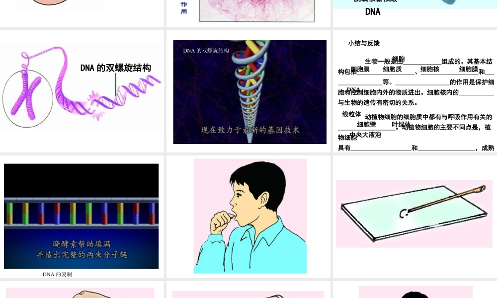 2014秋七年级生物上册 第三章 第二节 人和动物细胞的结构和功能（第1课时）课件 苏教版