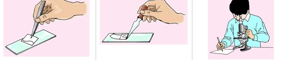 2014秋七年级生物上册 第三章 第二节 人和动物细胞的结构和功能（第1课时）课件 苏教版