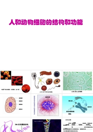 2014秋七年级生物上册 第三章 第二节 人和动物细胞的结构和功能（第1课时）课件 苏教版