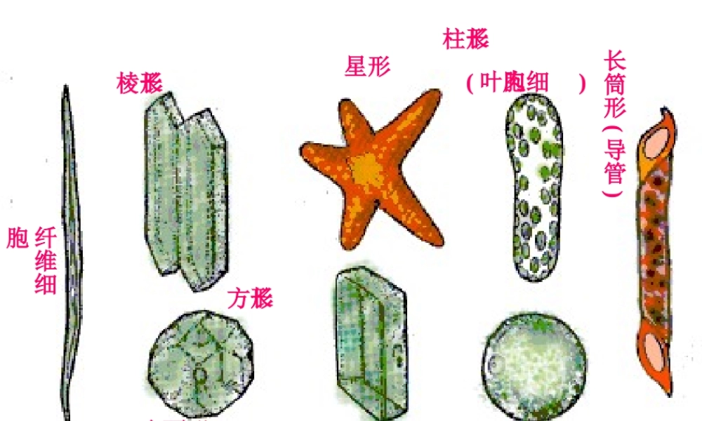 2014秋七年级生物上册 第三章 第二节 人和动物细胞的结构和功能（第2课时）课件 苏教版