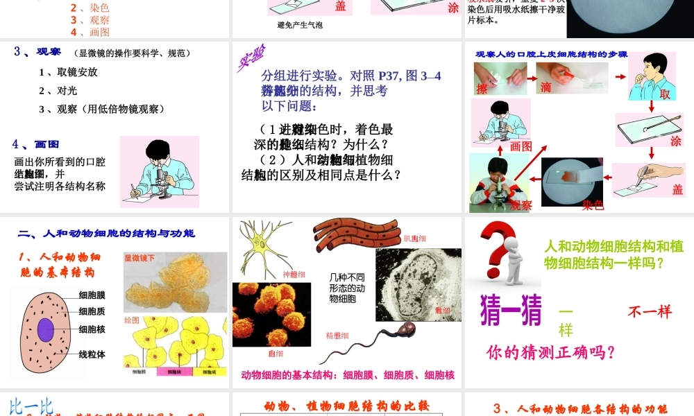 2014秋七年级生物上册 第三章 第二节 人和动物细胞的结构和功能（第2课时）课件 苏教版