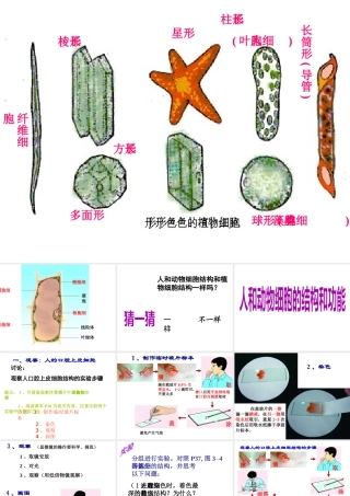 2014秋七年级生物上册 第三章 第二节 人和动物细胞的结构和功能（第2课时）课件 苏教版