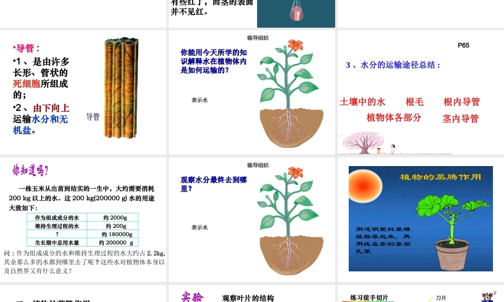 2014秋七年级生物上册 第三章 第三节 绿色植物参与生物圈的水循环课件 新人教版