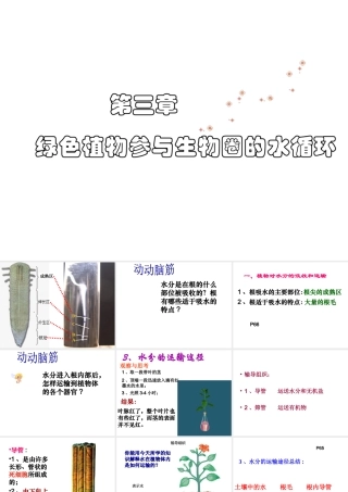 2014秋七年级生物上册 第三章 第三节 绿色植物参与生物圈的水循环课件 新人教版