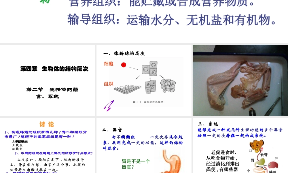 2014秋七年级生物上册 第四章 第二节 生物体由器官和系统组成课件 北师大版