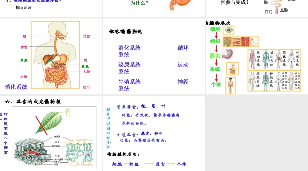 2014秋七年级生物上册 第四章 第二节 生物体由器官和系统组成课件 北师大版