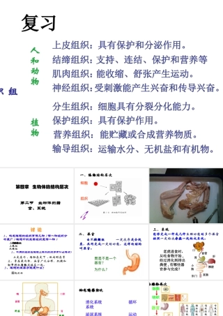2014秋七年级生物上册 第四章 第二节 生物体由器官和系统组成课件 北师大版