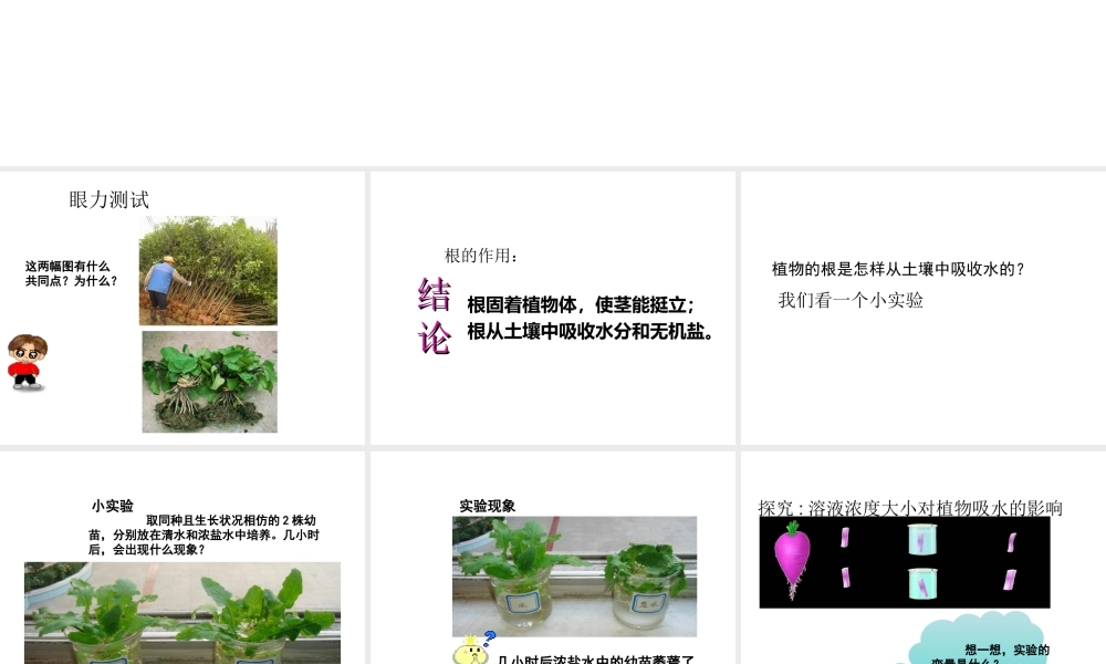 2014秋七年级生物上册 第五章 第三节 植物对水分和无机盐的吸收课件 苏教版