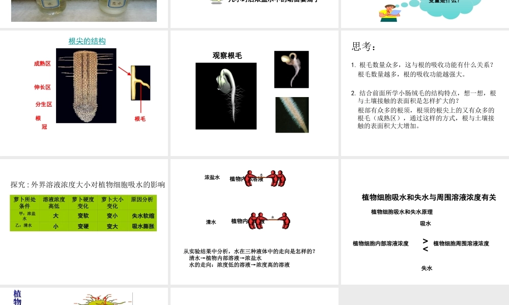 2014秋七年级生物上册 第五章 第三节 植物对水分和无机盐的吸收课件 苏教版