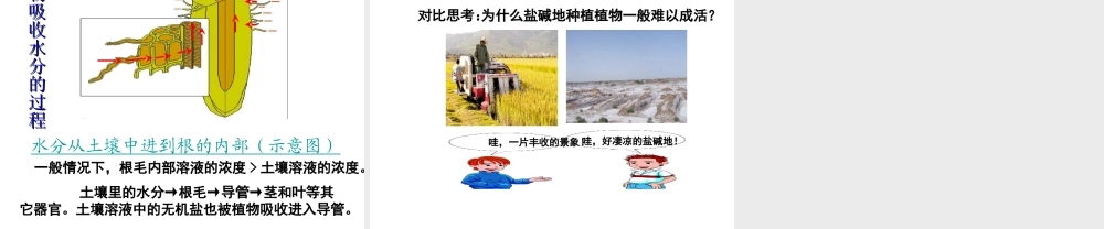 2014秋七年级生物上册 第五章 第三节 植物对水分和无机盐的吸收课件 苏教版
