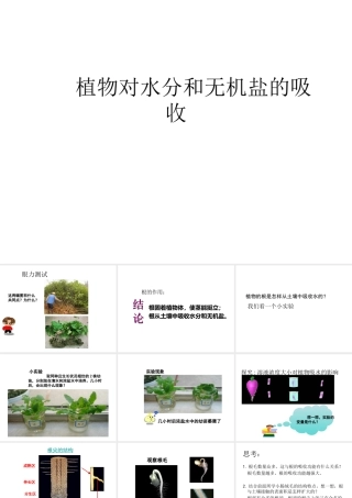 2014秋七年级生物上册 第五章 第三节 植物对水分和无机盐的吸收课件 苏教版