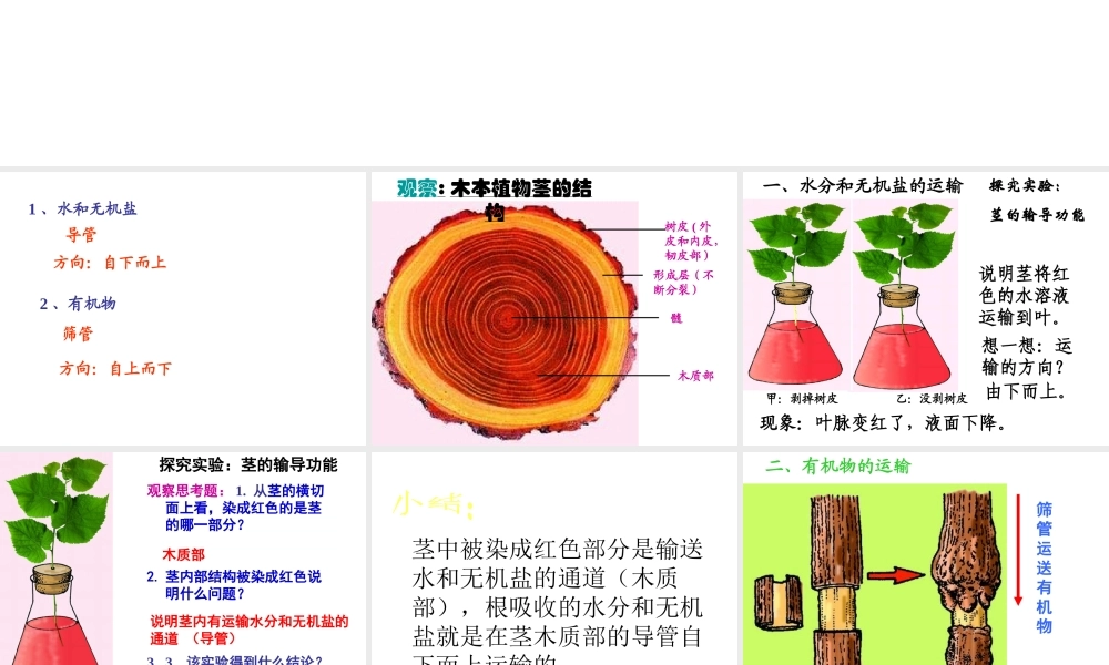 2014秋七年级生物上册 第五章 第五节 运输作用课件 北师大版