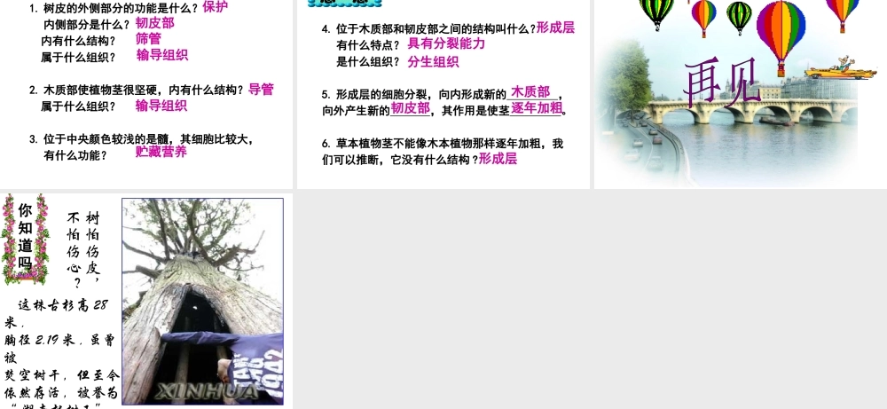 2014秋七年级生物上册 第五章 第五节 运输作用课件 北师大版