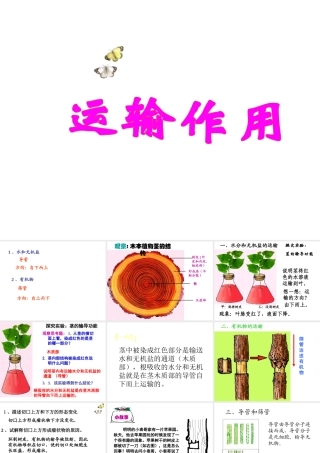 2014秋七年级生物上册 第五章 第五节 运输作用课件 北师大版